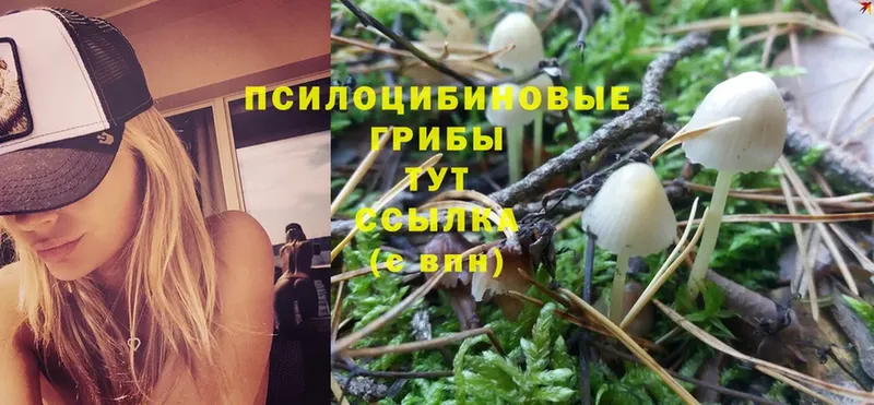 что такое наркотик  Шуя  Галлюциногенные грибы Psilocybine cubensis 